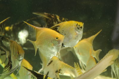 Close-up of fish swimming in sea