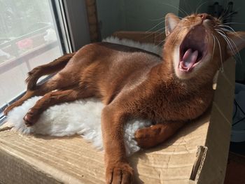 Close-up of cat yawning