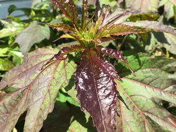 Close-up of wet plant leaves