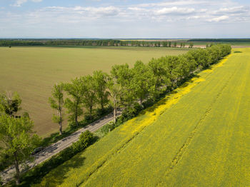 Scenic view of agricultural field against sky