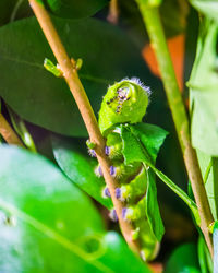 Close-up of insect on leaf