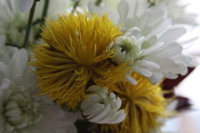 Close-up of yellow flowering plant