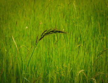 Crops growing on field