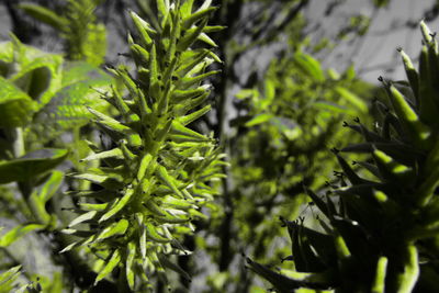 Close-up of fresh green leaves