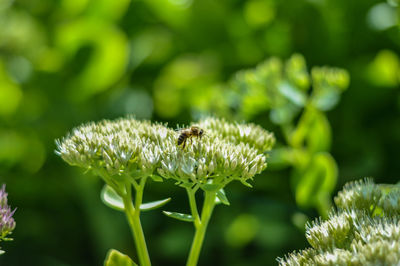 Close-up of bee on flower