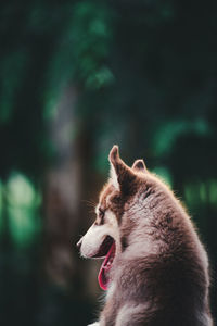 Close-up of dog looking away