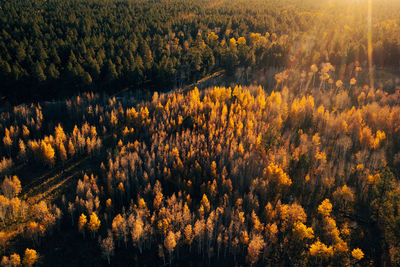 Green pine trees and golden aspens in warm sunset light, aerial.