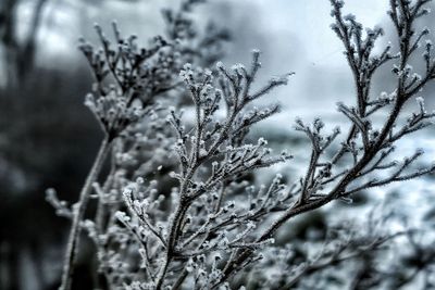 Close-up of plants during winter