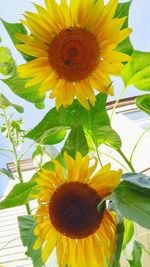 Close-up of sunflower