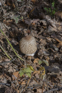 High angle view of mushrooms growing on field