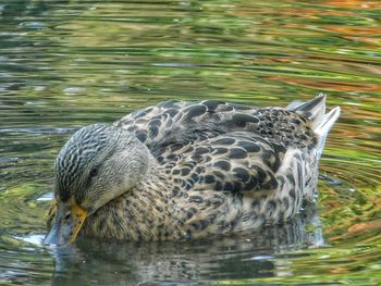 Close-up of duck swimming in lake