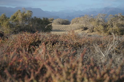 Scenic view of landscape