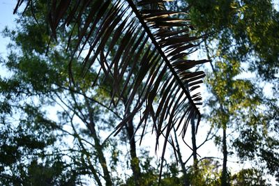 Low angle view of palm trees against sky