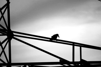 Low angle view of silhouette birds perching on metal against sky