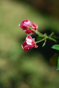 Close-up of pink rose