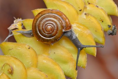 Close-up of snail on fruit