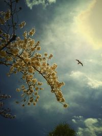 Low angle view of tree against cloudy sky