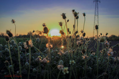 Close-up of flowering plants on field against sky