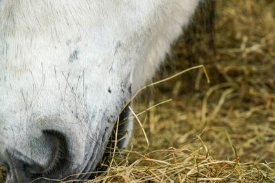 Close-up of horse grazing on field