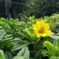 Close-up of yellow flower