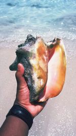 Close-up of hand holding sea shell at beach