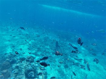 School of fish swimming in sea