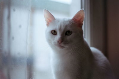 Close-up portrait of white cat