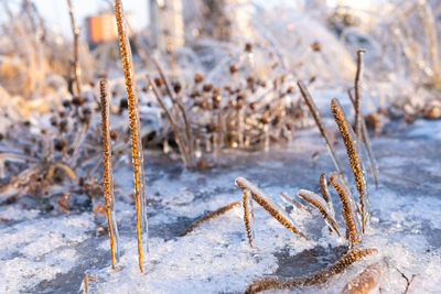Close-up of frozen plants on land
