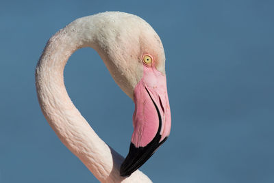Close-up of flamingo against clear sky