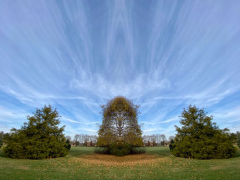 Trees on field against sky