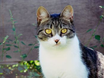 Portrait of cat by wall