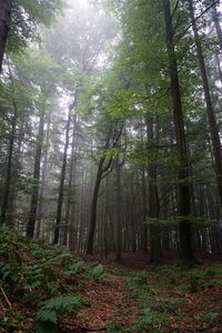 Trees growing in forest