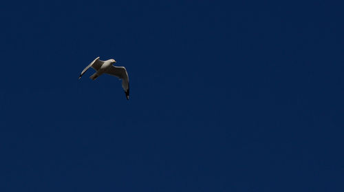 Low angle view of seagull flying