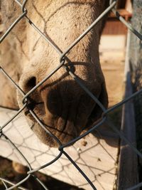 Close-up of an animal seen through chainlink fence