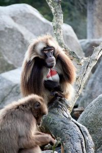 Monkey looking away