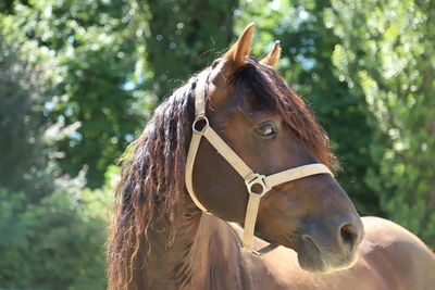 Close-up of a horse in ranch