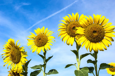 Low angle view of sunflower against sky