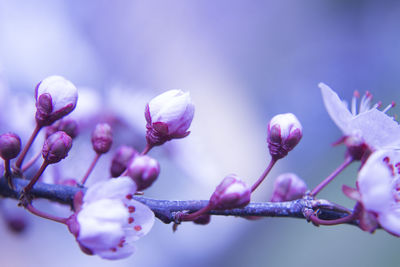 Close-up of purple flowering plant