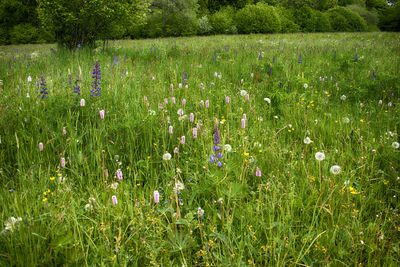 Purple flowering plants on field