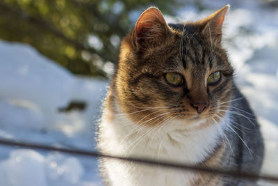 Close-up portrait of a cat