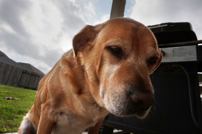 Close-up portrait of dog