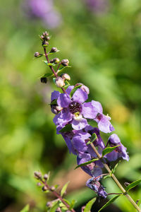 Close-up of insect on purple flowering plant