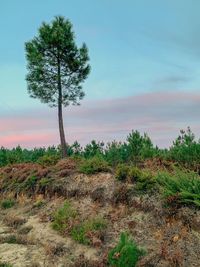 Trees on field against sky