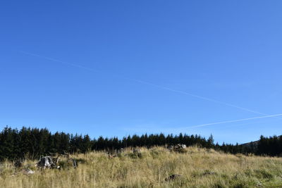 Trees on field against clear blue sky