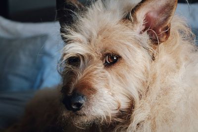 Close-up portrait of a dog