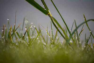 Close-up of wet grass on field