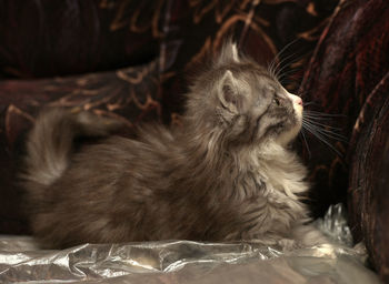 Close-up of kitten looking away