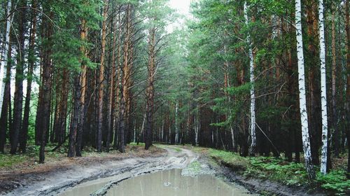 Empty road along trees in forest