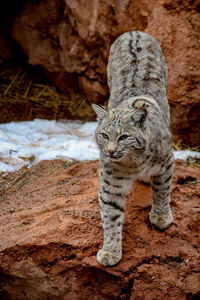 Cat on rock