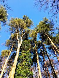 Low angle view of trees in forest against clear sky
